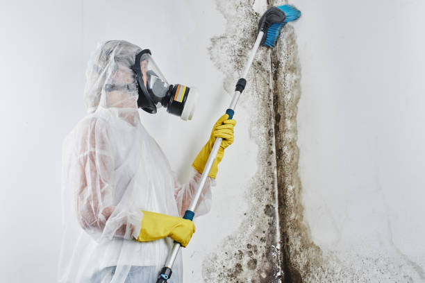 Best Emergency Mold Removal  in Schlusser, PA
