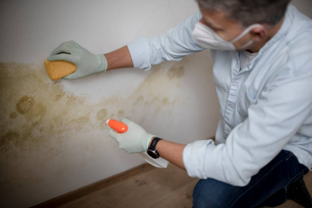 Best Fast Mold Removal  in Schlusser, PA