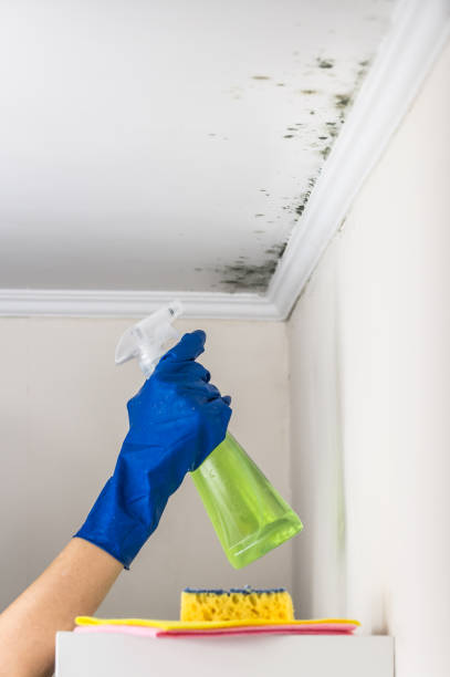 Best Mold Removal Specialists  in Schlusser, PA